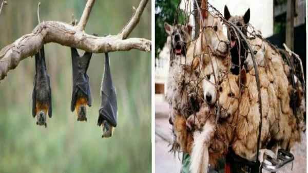 चमगादड़ खाने का अंजाम भुगतकर भी नहीं सीखा चीन, डॉग मीट फेस्टिवल में उमड़ रही है भीड़