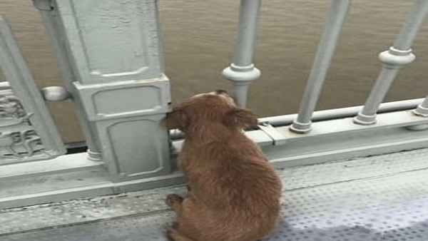 Video: वफा-प्यार या दोस्ती: मालिक ने नदी में कूद कर दे दी जान, 4 दिन तक पुल पर इंतजार करता रहा कुत्ता