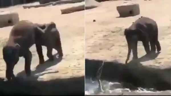 दोस्त को पानी में गिराने के लिए हाथी के बच्‍चे ने की ऐसी शरारत, जिसे देख सब ले रहे मजा, देखें वीडियो