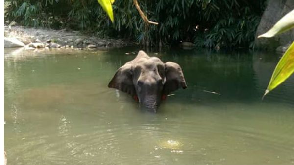भूखी गर्भवती हथिनी की हत्या पर भड़कीं मेनका गांधी, मलप्पुरम के इस सनसनीखेज खुलासे के साथ राहुल गांधी से मांगा इस्तीफा