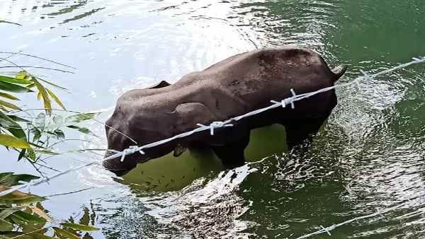 Kerala:हाथियों के साथ क्यों हो रही है क्रूरता, महीनेभर में दो-दो हथिनी की दर्दनाक हत्या