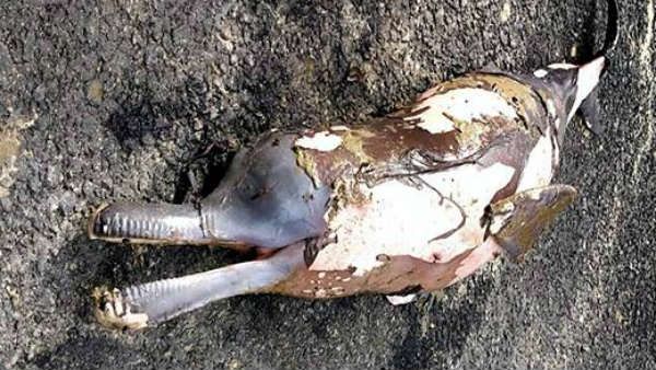 यहां के नेशनल पार्क में हफ्ते भर से लीक हो रहा कुएं से तेल, मरीं हजारों मछलियां, लोगों का सांस लेना है मुश्‍किल