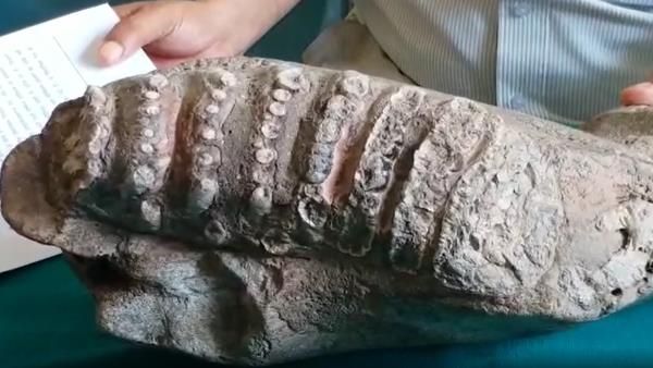 यूपी के इस शहर में मिला 50 लाख साल पुराना दुर्लभ हाथी दांत