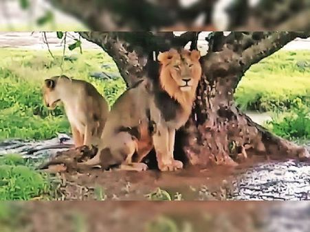 VIDEO: गुजरात में शेरों से ज्यादा हुईं शेरनियां, बारिश में भीगे वनराज को लेनी पड़ी पेड़ की शरण