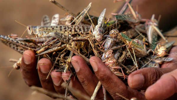  पाकिस्‍तान: टिड्डी पकड़कर एक रात में 20,000 तक कमा रहे हैं किसान, स्‍कीम को पूरे देश में लॉन्‍च करेंगे इमरान खान