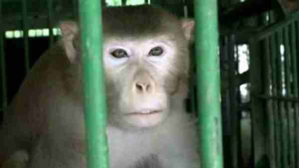 UP: महिलाओं को टारगेट करने वाले 'कालिया' बंदर को मिली उम्रकैद की सजा, शराब और मांस का करता था सेवन