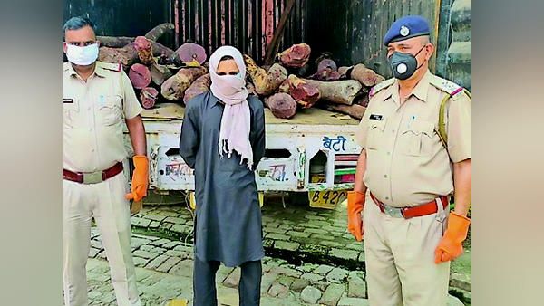 हरियाणा में 20 क्विंटल चंदन की लकड़ियों से भरा कैंटर पकड़ा, कहां से कहां पहुंचा रहे थे तस्कर?