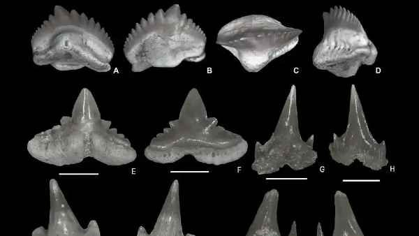 राजस्थान के बाड़मेर में जीवाश्म स्थल से बड़ी संख्या में शार्क के दांत मिले
