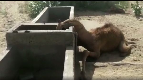 राजस्थान: प्यास से तड़प-तड़प कर मर गया 'रेगिस्तान का जहाज'