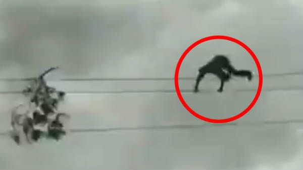 हैरान करने वाला VIDEO: नंगे पैर हाईटेंशन वायर पर चलता दिखा ये शख्‍स, देखने वाले कांप गए