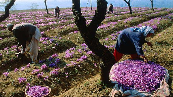 कश्मीर की केसर को मिला जीआई का सर्टिफिकेट, एलजी मुर्मू ने बताया ऐतिहासिक