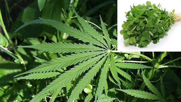 शरीर को कोरोना संक्रमण से बचाता है भांग और गांजा, नहीं घुसने देता है बॉडी के अंदर, बड़ी रिसर्च