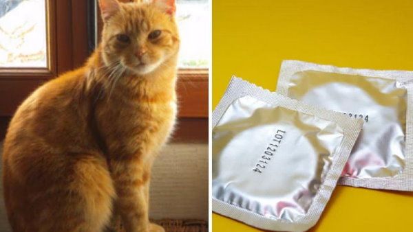 लॉकडाउन में पत्नी हो गई गर्भवती, पति ने पालतू बिल्ली को ठहराया जिम्मेदार