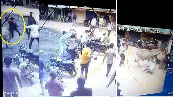 VIDEO: सांड ने युवक को सींगों से उछाला, फिर पैरों से रौंदा, 10-12 लोग भी नहीं बचा सके