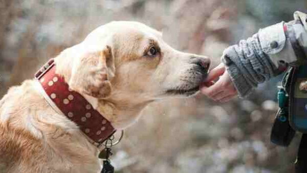 इस कुत्ते की वफादारी देख आप भी कहेंगे वाह! पुराने घर पहुंचने के लिए तय किया 96 km का सफर, पार की नदी