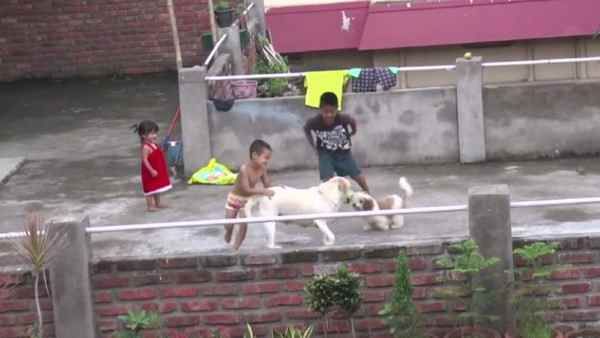 कुत्तों की वजह से विवादों में क्यों आई नगालैंड सरकार, जानिए वजह