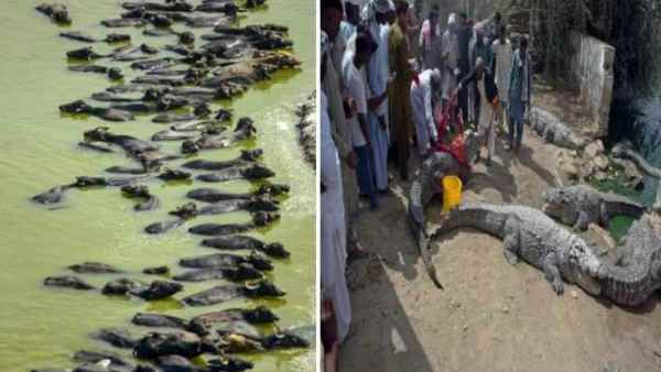 पाकिस्तानी कारोबारी पर बोर्नियो कोर्ट ने लगाया भैंसों और घड़ियालों का जुर्माना, जानिए क्यों