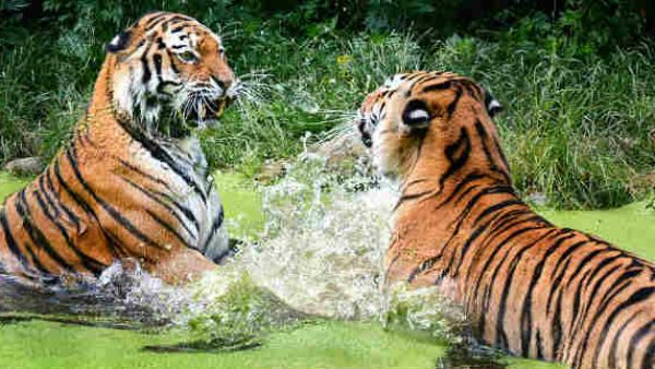 International Tiger Day: 'जंगल बचाओ, बाघ बचाओ'....अपनों को भेजें ये संदेश 