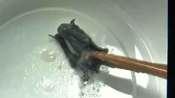 चीन: वुहान में खाने के वक्त सूप में निकला मरा हुआ चमगादड़, जानिए फिर क्या हुआ