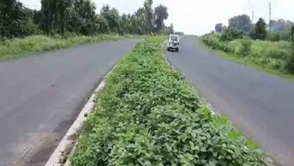 मध्य प्रदेश के किसान का कमाल, नेशनल हाईवे के डिवाइडर पर उगा दी सोयाबीन की फसल