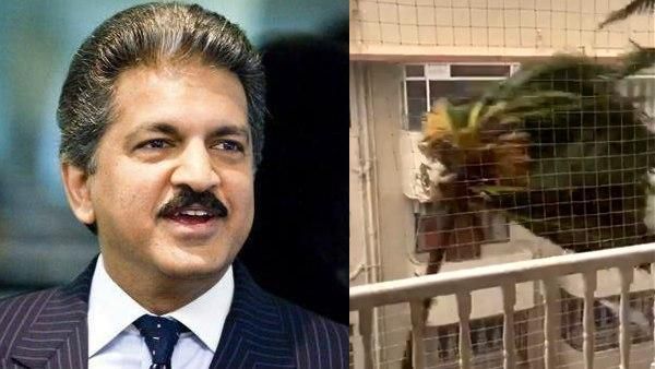 आनंद महिन्‍द्रा ने मुंबई बारिश में ताड़ के पेड़ का वीडियो शेयर कर पूछा ये सवाल