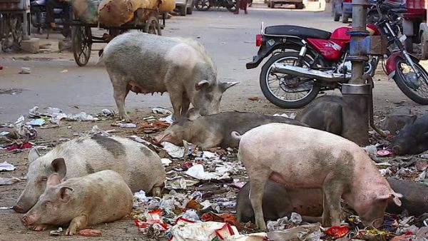 इस राज्य में 15000 सूअरों को मारने के लिए निकला टेंडर, निशानेबाज भेज सकते हैं आवेदन