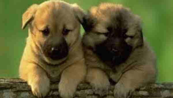 कार में बैठी महिला ने दो पिल्लों को पैरों से कुचला, वीडियो वायरल होने के बाद विभूतिखंड थाने में दर्ज हुई FIR