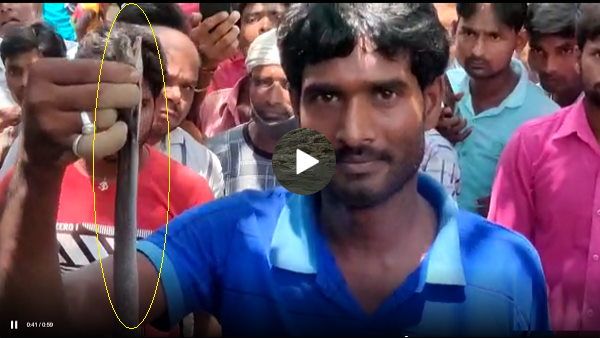 VIDEO: घर में निकली नागिन ने 7 साल के बच्चे को डसकर मार डाला, फिर ऐसे पकड़ी गई विषधर