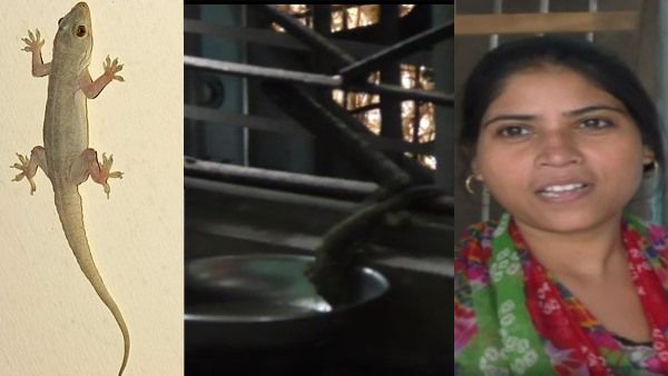 चाय की शौकीन छिपकली : रसोई में चाय बनने पर रोजाना पीने आती है यह छिपकली, देखें वीडियो