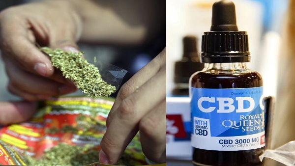 कनाडा की कंपनी ने किया भांग से कोरोना की दवा बनाने का दावा, भारत के मरीजों पर करना चाहती है ट्रायल