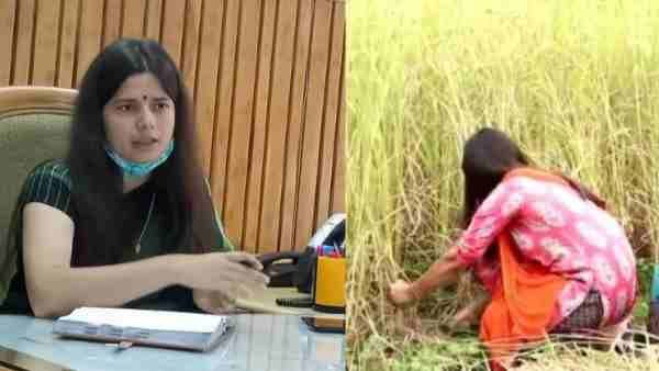 दरांती उठाकर महिलाओं संग खेत में डीएम वंदना सिंह काटने लगीं धान, देख हैरत में पड़े लोग