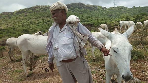 गुजरात में बनेगी अब गधों की डेयरी, सरकार देगी दुधारू पशु का दर्जा, सबसे महंगा मिलेगा इनका दूध