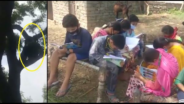 कोरोना काल में ऑनलाइन स्टडी: यहां नहीं आते मोबाइल में नेटवर्क, पेड़ पर चढ़कर करते हैं पढ़ाई- VIDEO