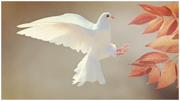 International Peace Day: जानिए कबूतर क्यों है दुनिया में शांति का प्रतीक