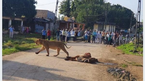 गांव में आकर शेरनी ने मार डाली गाय, फिर उसे बीच सड़क पर खाया, भीड़ 30 फीट दूर से देखती रही तमाशा