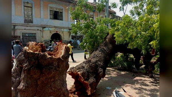 दुकान पर राशन लेने आए थे लोग, तभी अचानक टूटकर ऊपर गिरा नीम का बड़ा पेड़, बुजुर्ग की मौत