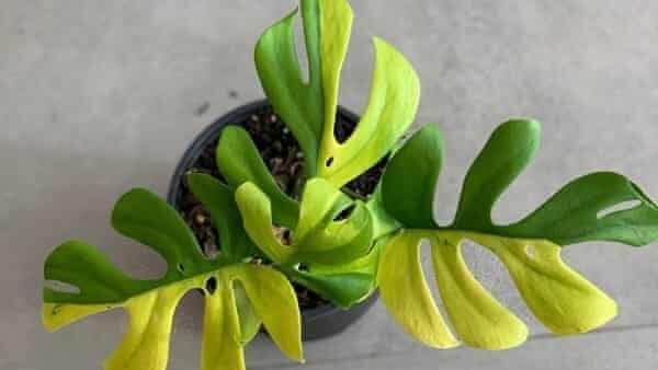 अपनी इन अनोखी खूबियों के कारण 4 लाख रुपये में बिका ये चार पत्तियों वाला पौधा