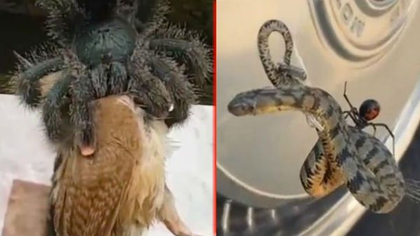सांप के बाद अब मकड़ी ने किया चिड़िया का शिकार, VIDEO देख लोग रह गए हैरान