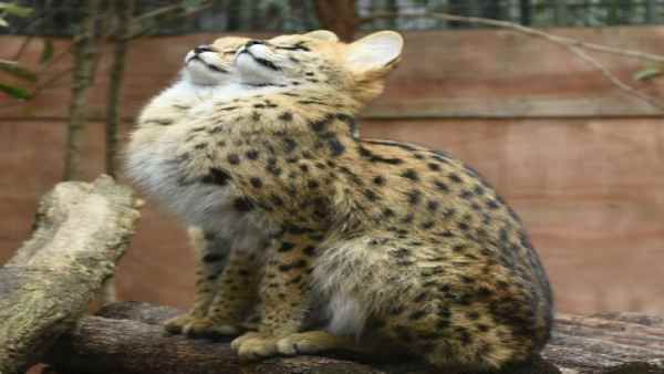 सावधान: बीते 46 साल में दुनिया के दो-तिहाई वन्यजीव खत्म हो गए, WWF की रिपोर्ट