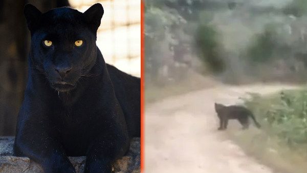 VIDEO: अचानक पर्यटकों की गाड़ी के सामने आ गया दुर्लभ ब्लैक पैंथर, भागने की बजाए करने लगा ये काम