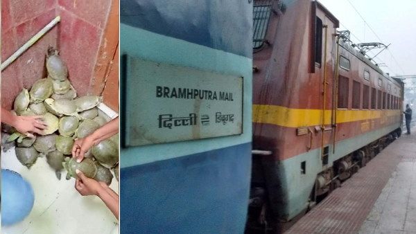 दिल्ली से बिहार पहुंची रेल में RPF को ​मिले 102 जिंदा कछुए, लाखों में बेचते हैं इन्हें तस्कर