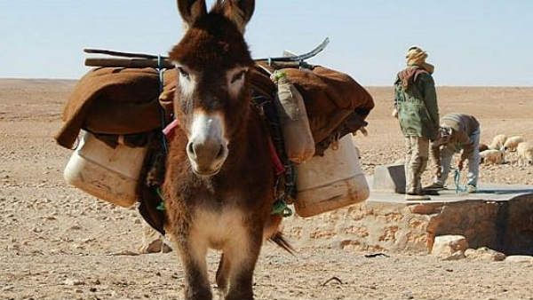 Shocking! गधे के पेट पर विस्‍फोटक बांधकर ISIS ने दिया हमले को अंजाम!