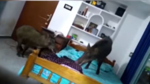 Viral Video: बेडरूम में घुसे दो जंगली सूअरों ने मचाया उत्पात, डरे-सहमे लोगों ने इस तरह किया काबू