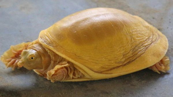 ओडिशा के बाद इस जगह मिला दुर्लभ पीले रंग का कछुआ, जानें क्यों होता है इनका ऐसा कलर