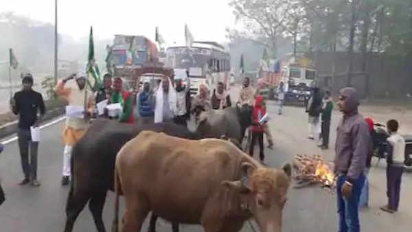 ट्रेड यूनियन के हड़ताल पर भैंसों के साथ सड़क पर उतरे राजद कार्यकर्ता, सड़क पर की आगजनी