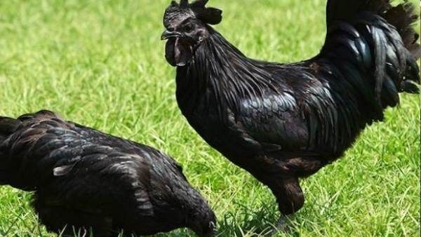 कोरोना काल में तेजी से बढ़ी Kadaknath की डिमांड, इतने रुपये में बिक रहा एक काला मुर्गा