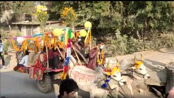देवउठनी एकादशी पर रही शादियों की धूम, बैलगाड़ी पर सवार होकर आई बारात का वीडियो वायरल