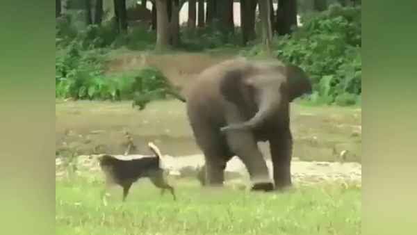 Video: कुत्ते ने किया परेशान तो हाथी के बच्चे ने देखिए कैसे सिखाया सबक
