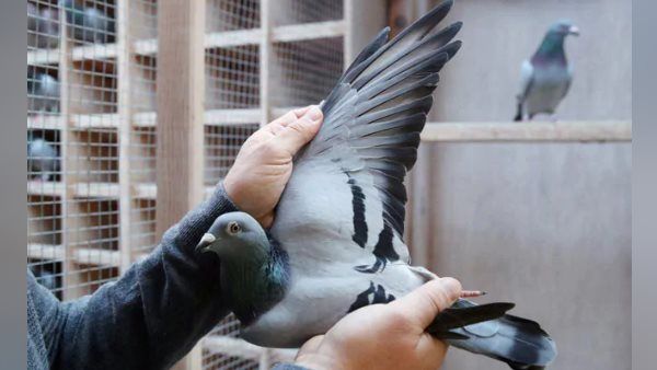 नीलामी में 14 करोड़ में बिका ये खास कबूतर, इस वजह से लगी इतनी ऊंची बोली