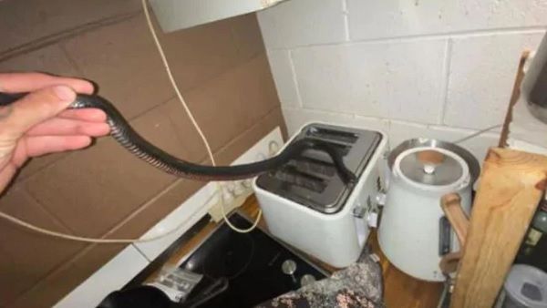 सुबह उठकर किचन में नास्ता बनाने पहुंची महिला, अचानक टोस्टर के बगल से निकला खतरनाक सांप